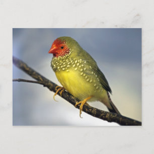 Star Finch Postcard