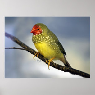 Star Finch Print