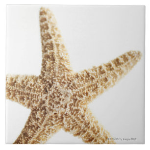 Star fish ceramic tile