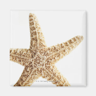 Star fish magnet