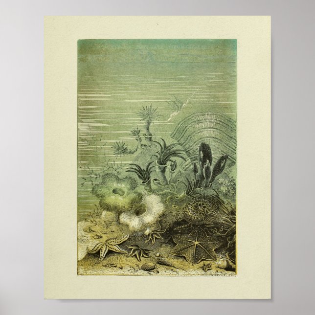 Star Fish Marine Life Colour Art Print (Front)