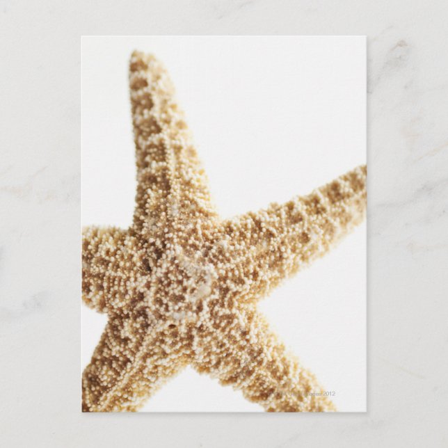 Star fish postcard (Front)