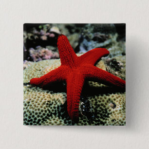 Star Fish Red Sea 15 Cm Square Badge