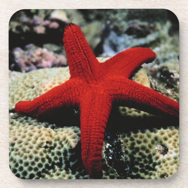 Star Fish | Red Sea Coaster (Front)