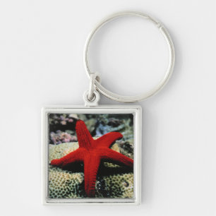 Star Fish   Red Sea Key Ring