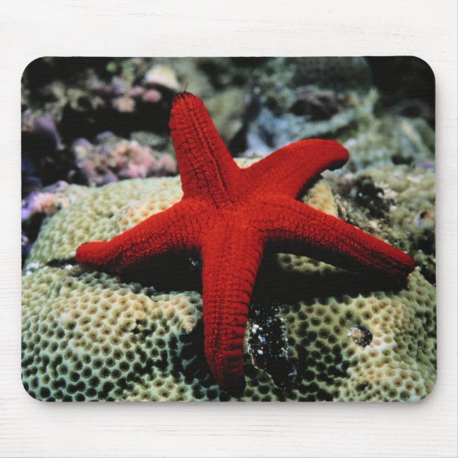 Star Fish | Red Sea Mouse Pad (Front)