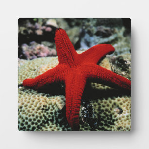 Star Fish Red Sea Plaque