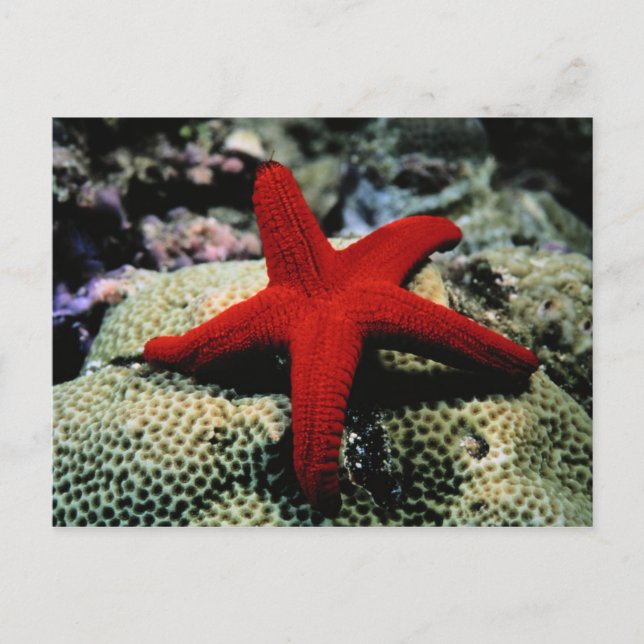 Star Fish | Red Sea Postcard (Front)