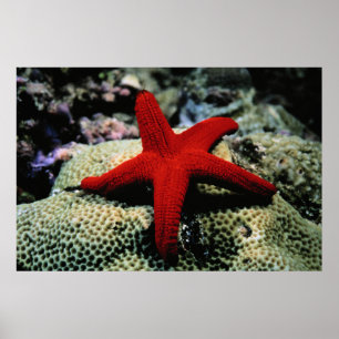 Star Fish Red Sea Poster