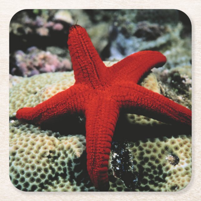 Star Fish | Red Sea Square Paper Coaster (Front)