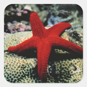Star Fish   Red Sea Square Sticker