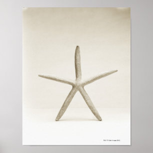 Star fish shell poster