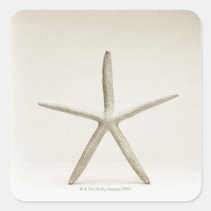 Star fish shell square sticker