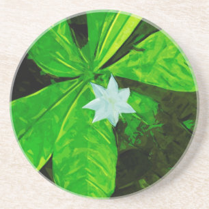 Star Flower a White Wildflower Abstract Coaster