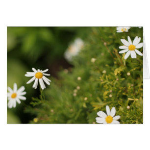 Star Flowers