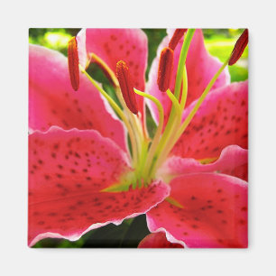 Star Gazer Lily Magnet
