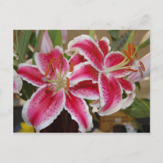 Star Gazer Lily postcard