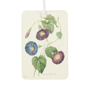 Star-glory Morning–glory, Pierre-Joseph Redouté Car Air Freshener