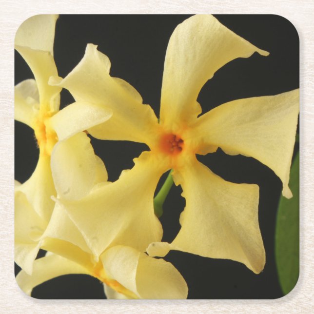 Star Jasmine Flower coastercnm Square Paper Coaster (Front)