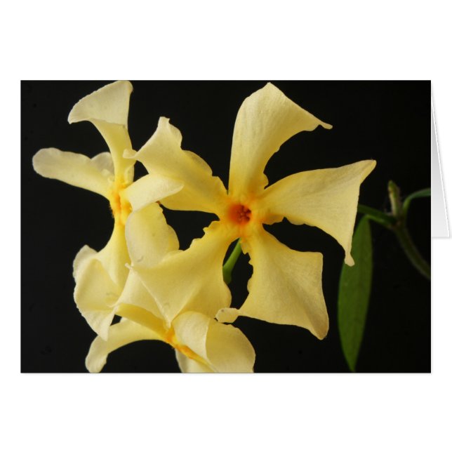 Star Jasmine Flower gcm (Front Horizontal)