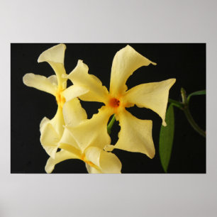 Star Jasmine Flower wapa Poster