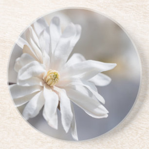 Star Magnolia Bloom Coaster
