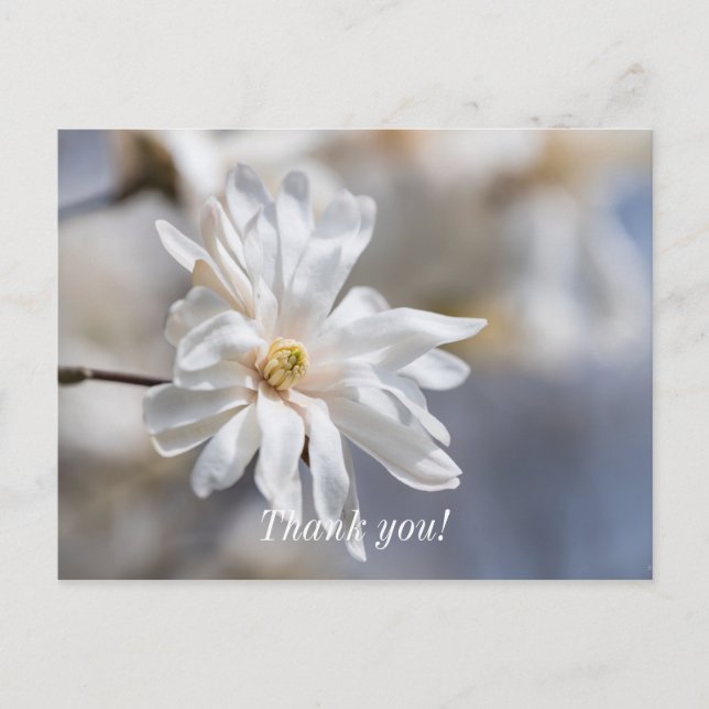Star Magnolia Bloom Thank You Postcard (Front)