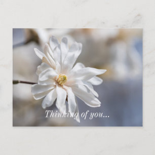 Star Magnolia Bloom Thinking Of You Postcard