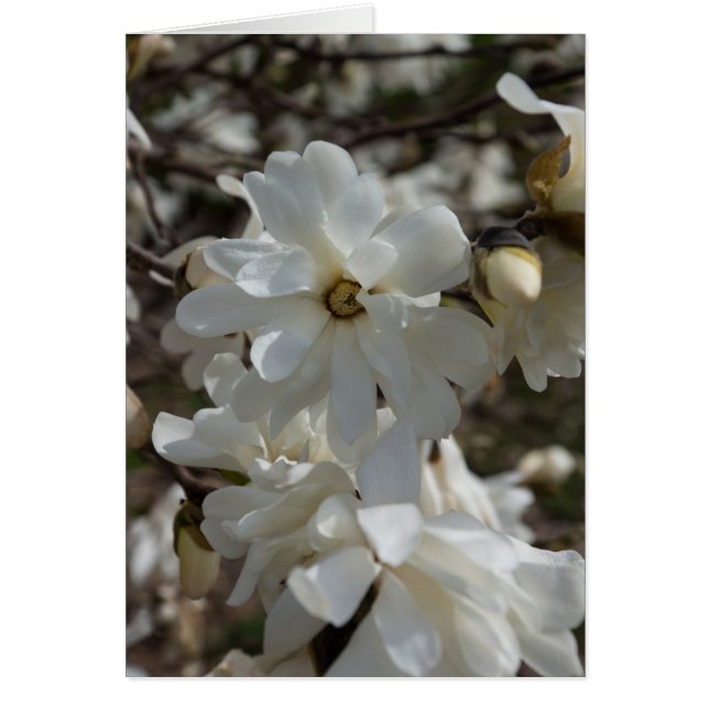Star Magnolia Blooms (Front)