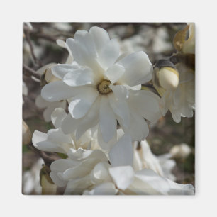 Star Magnolia Blooms Magnet