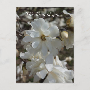 Star Magnolia Blooms Thinking Of You Postcard