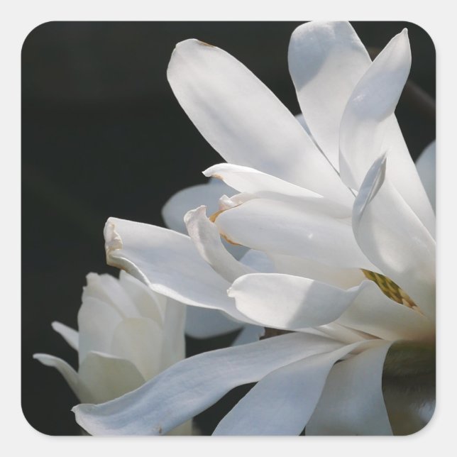 Star Magnolia Flower Sticker  (Front)