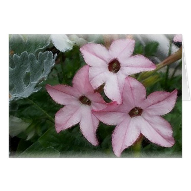 Star (Nicotainia) Flowers (Front Horizontal)