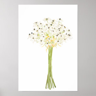 star of Bethlehem flower watercolor  Poster