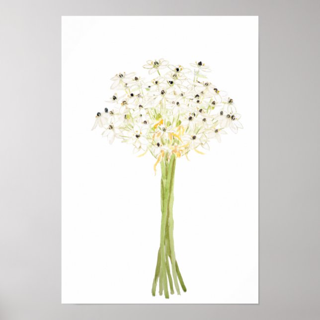 star of Bethlehem flower watercolor  Poster (Front)