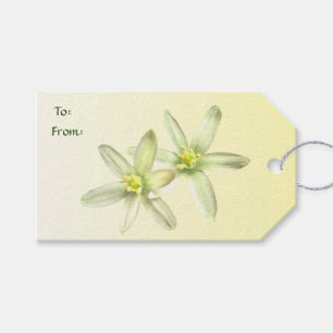 Star of Bethlehem Pack of Gift Tags