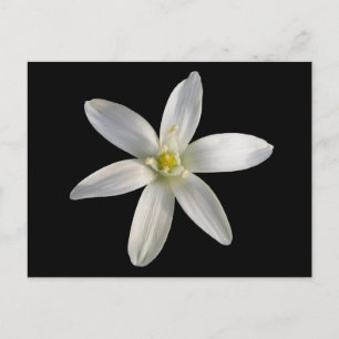 Star of Bethlehem ~ postcard