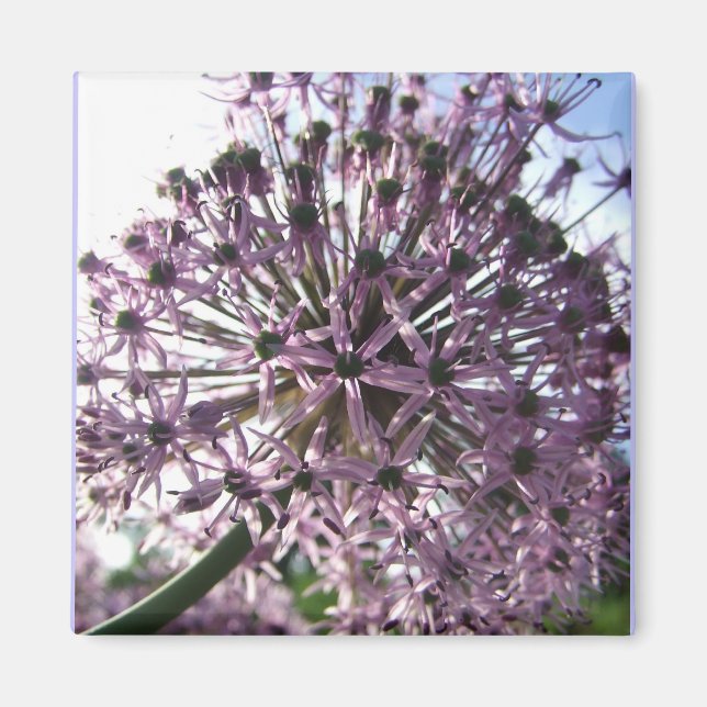 "Star of Persia II" Magnet (Front)