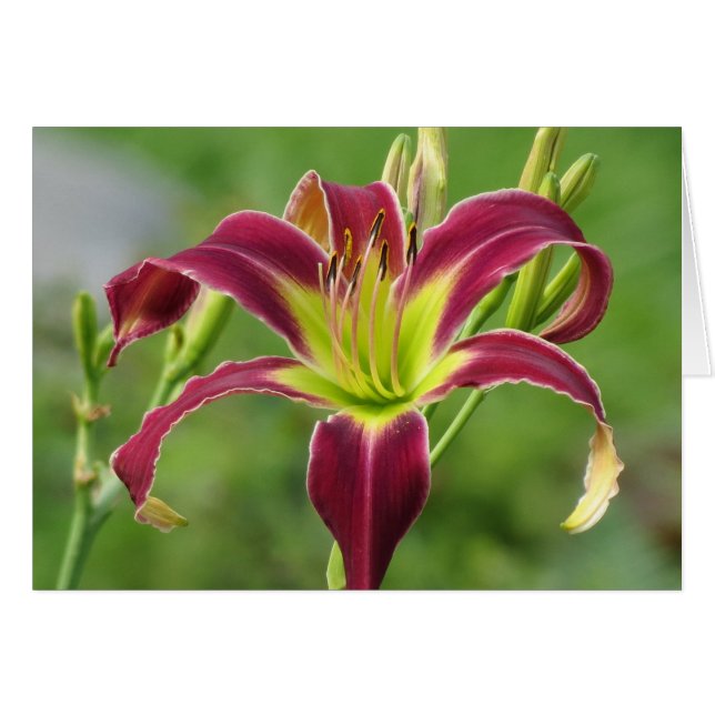Star of the Day - Daylily (Front Horizontal)