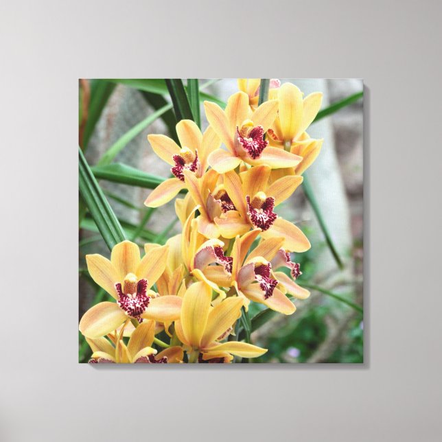 Star Orchids Canvas Print (Front)