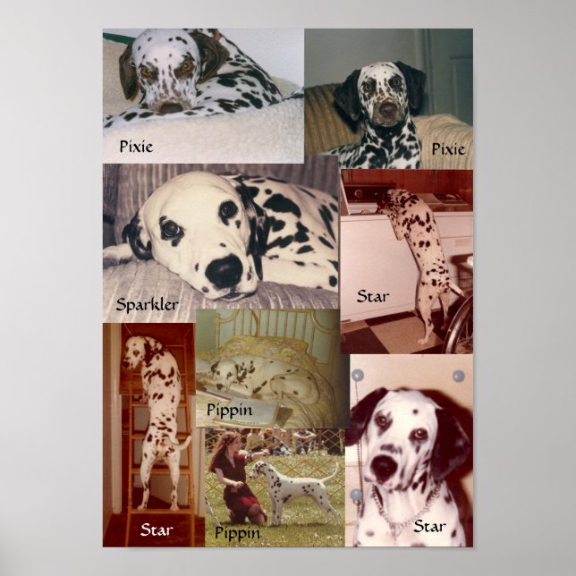 Star, Pippin, Sparkler, & Pixie Poster (Front)