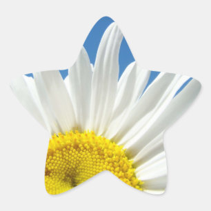 Star Shape stickers White Daisy Flowers floral