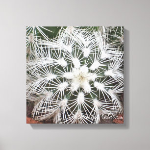 Star-shaped cactus by Debra Lee Baldwin Canvas Print