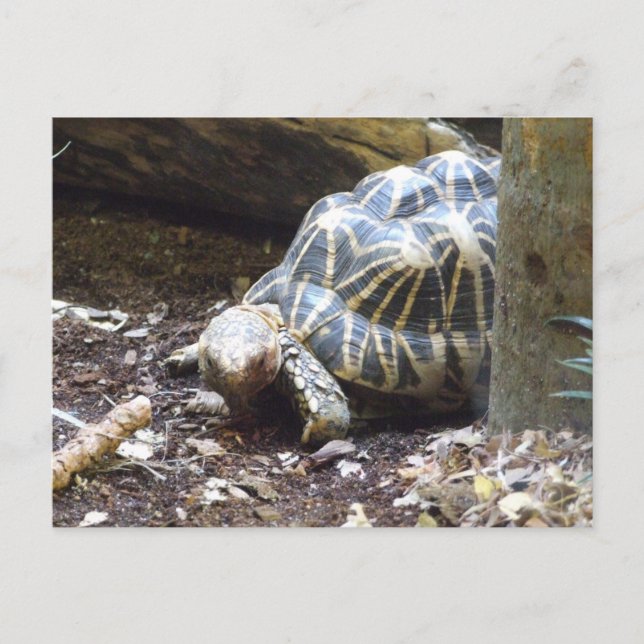 Star Tortoise Postcard (Front)