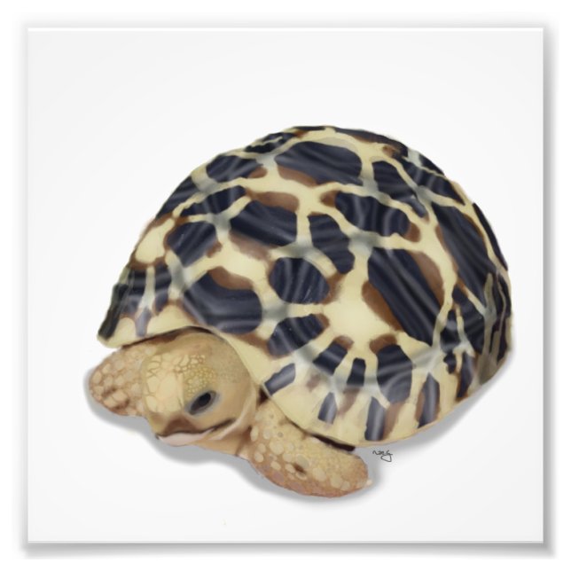 Star Tortoise Print (Front)