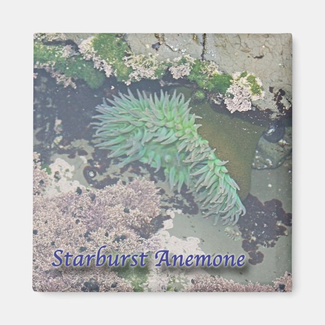 Starburst Anemone Magnet (Front)