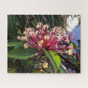 Starburst Clerodendrum Flowers Puzzle