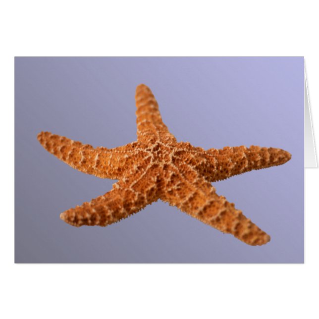 Starfish (Front Horizontal)
