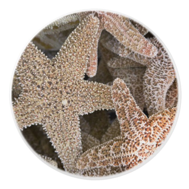 Starfish all around ceramic knob (Front)