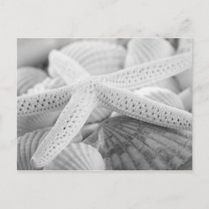 STARFISH AND SEASHELLS BLACK AND WHITE POSTCARD